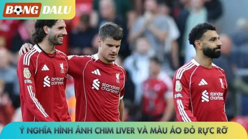 Ý nghĩa hình ảnh chim Liver và màu áo đỏ rực rỡ